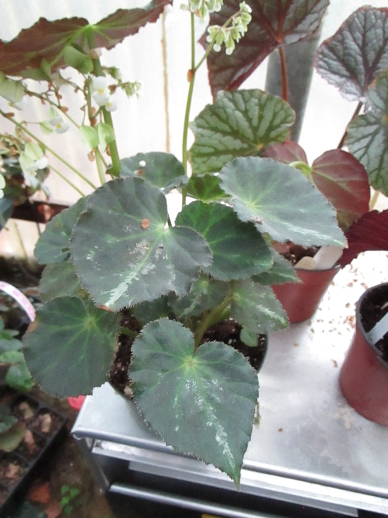 B. ‘Nola’